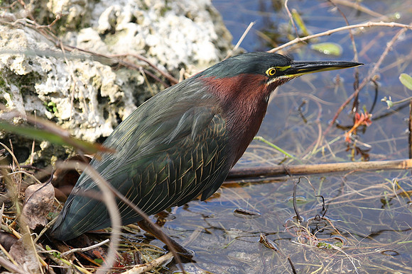 Green Heron