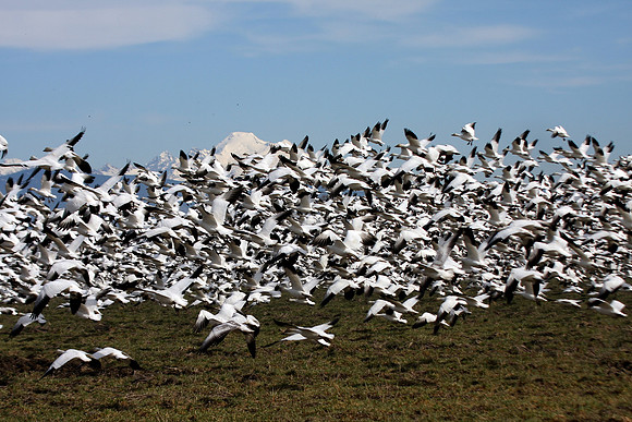 Snow Geese en masse