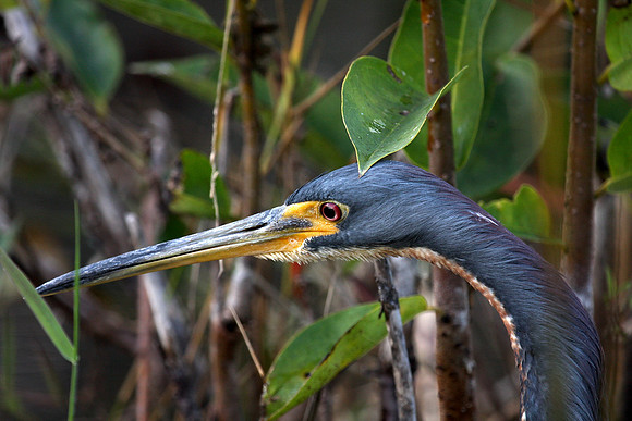 Tricolor Heron