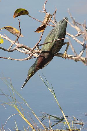 Green Heron