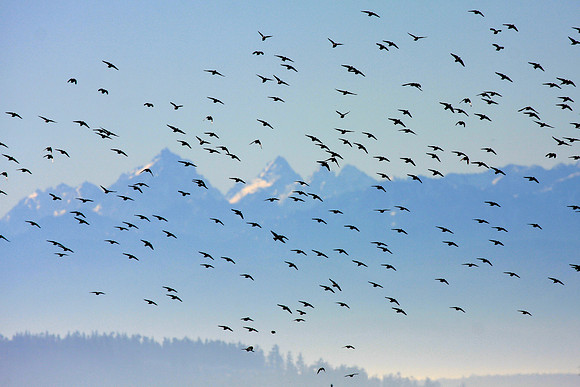 Snow Geese en masse