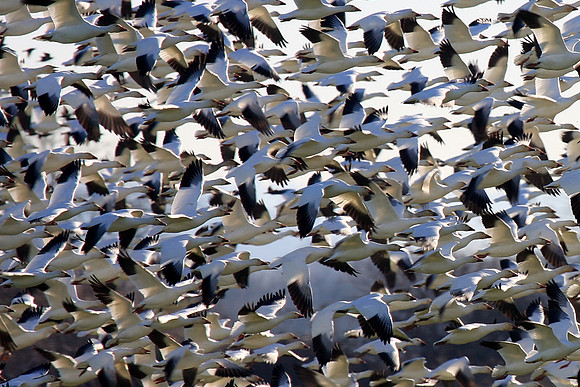 Snow Geese en masse