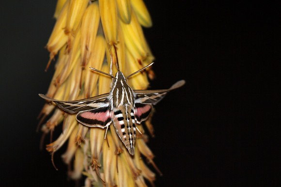 White-lined Sphynx Hummingbird Moth