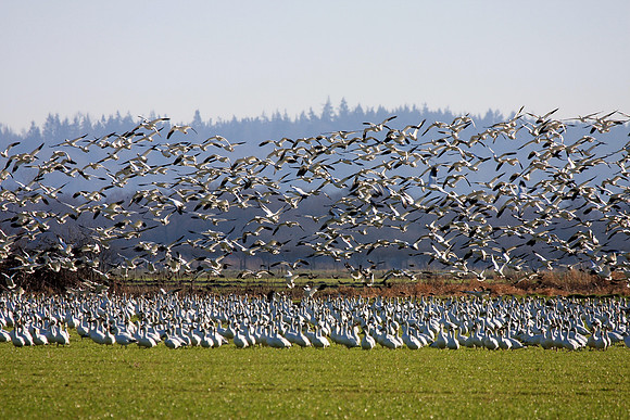 Snow Geese en masse