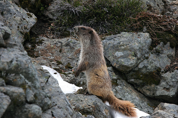 Olympic Marmot