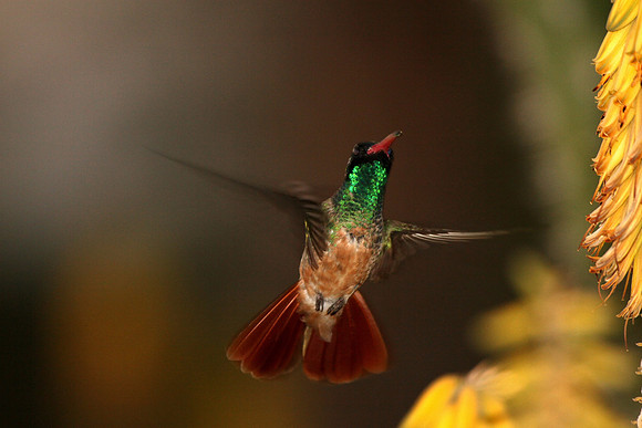 Xantus's Hummingbird