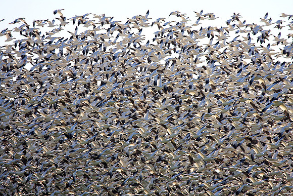 Snow Geese en masse