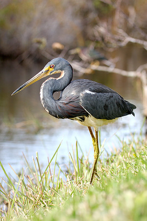Tricolor Heron