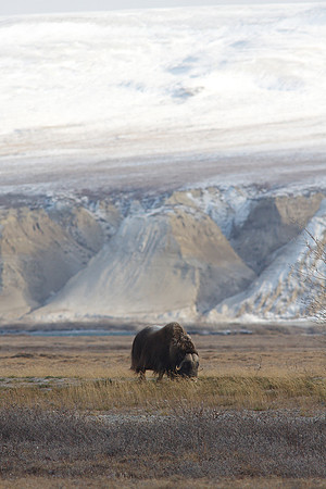 Muskox