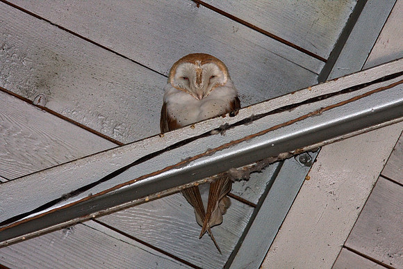Barn Owl