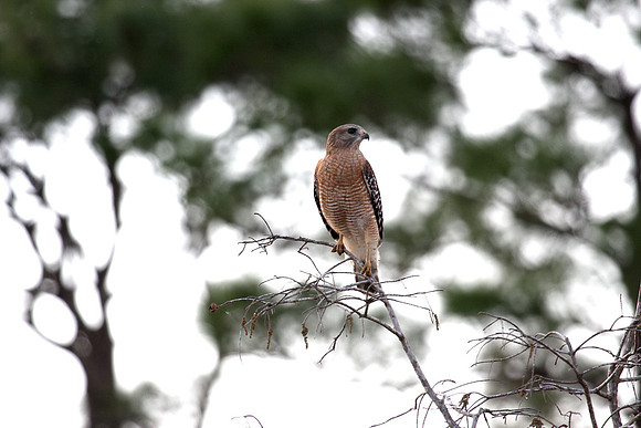 Sharp Shinned Hawk