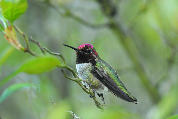 Anna's Hummingbird
