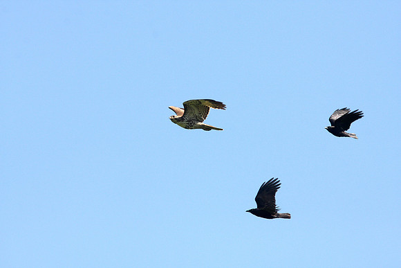 Hawk Harassed by Crows