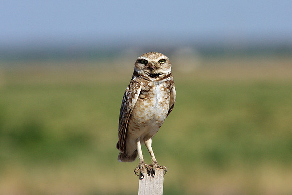Burrowing Owl