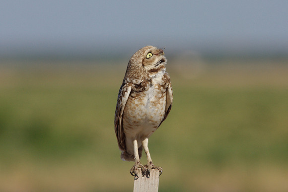 Burrowing Owl