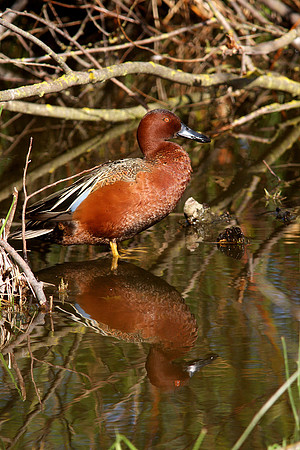 Cinnamon Teal