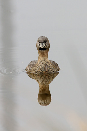 Pied-billed Grebe