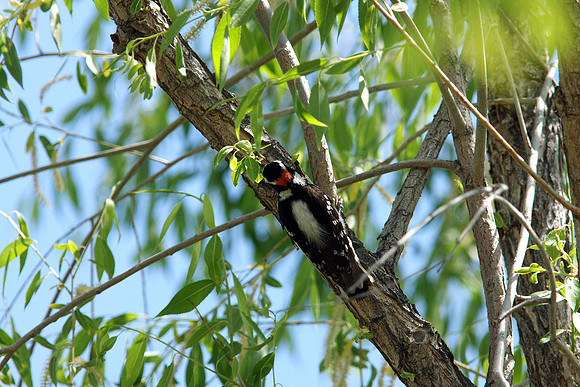 Downy Woodpecker