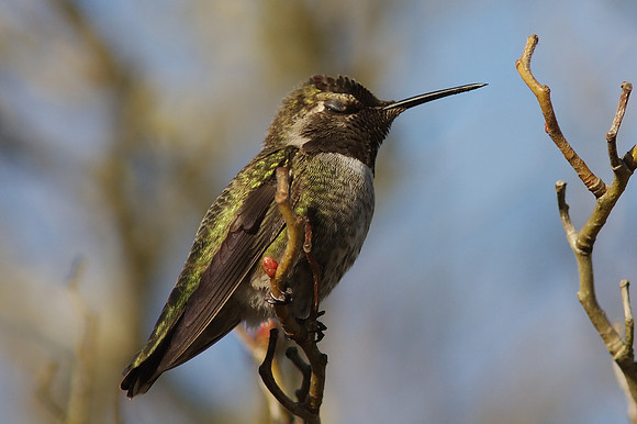 Anna's Hummingbird