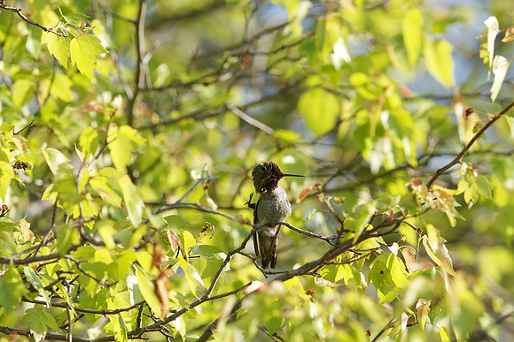 Anna's Hummingbird