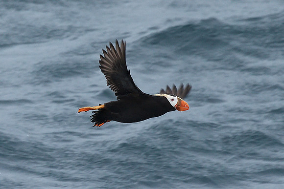 Tufted Puffin