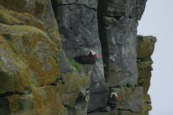 Tufted Puffin