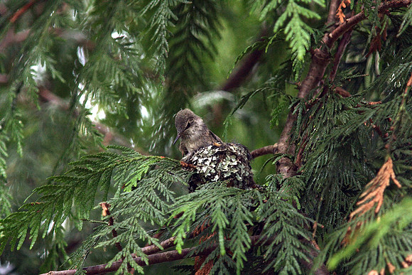 Anna's Hummingbird in nest