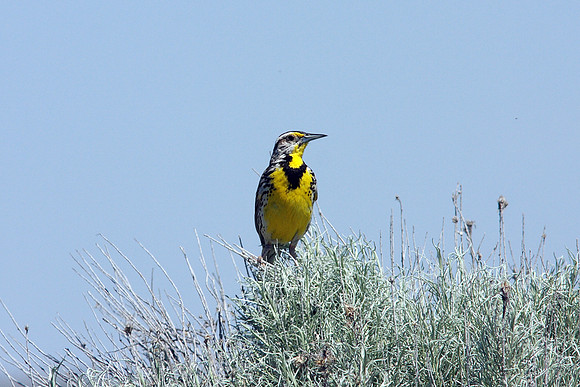 Western Meadowlark