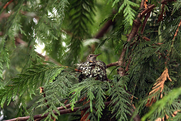 Anna's Hummingbird in nest