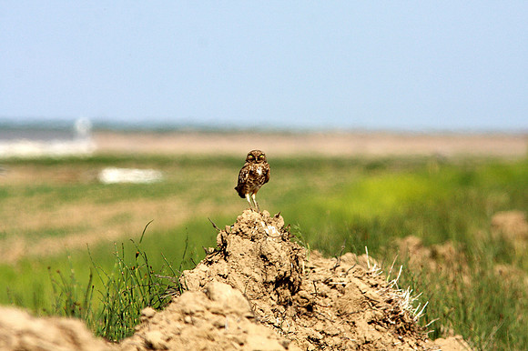 Burrowing Owl