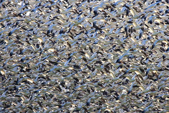 Snow Geese en masse