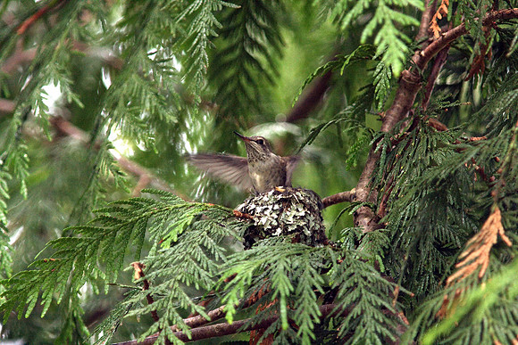 Anna's Hummingbird in nest