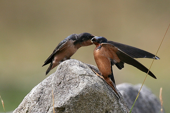 Barn Swallow