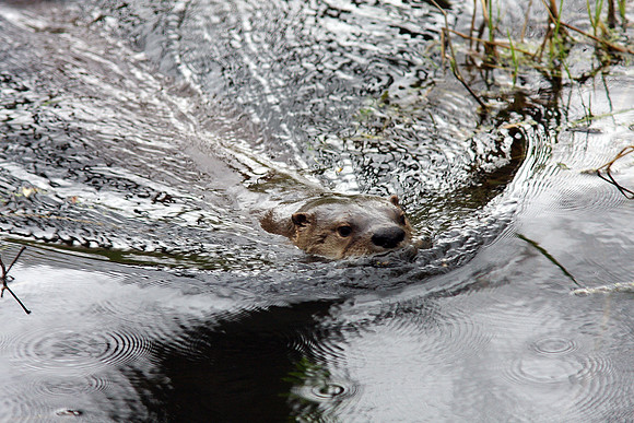 River Otter