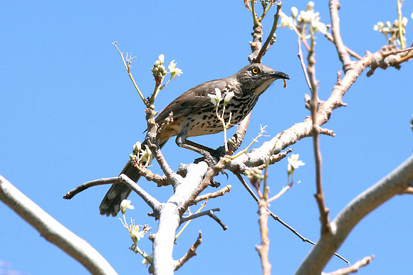 Sage Thrasher