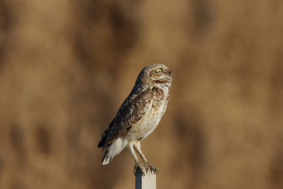 Burrowing Owl