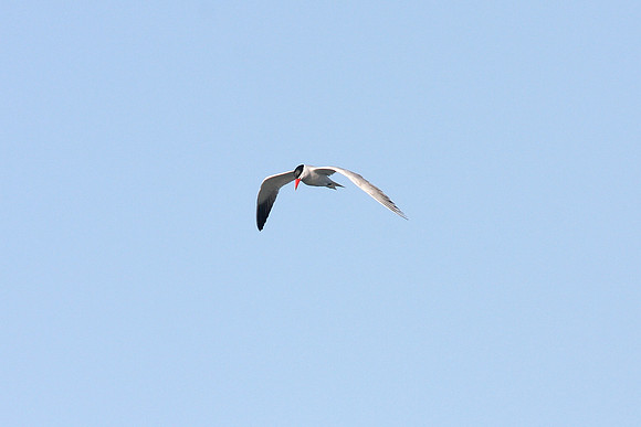 Caspian Tern