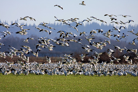 Snow Geese en masse