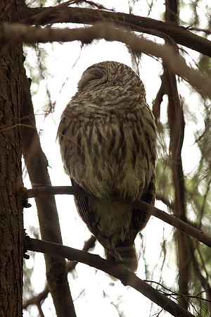 Barred Owl