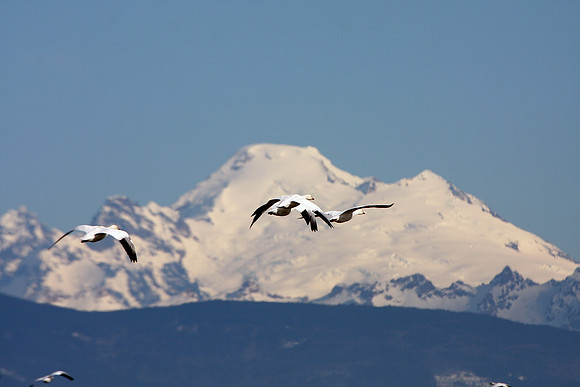 Snow Geese and Mt. Baker