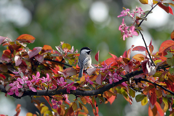 Black Capped Chickadee