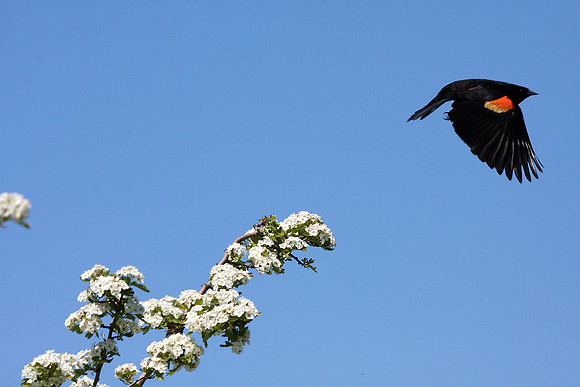Red-winged Blackbird