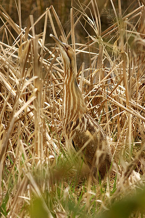 American Bittern