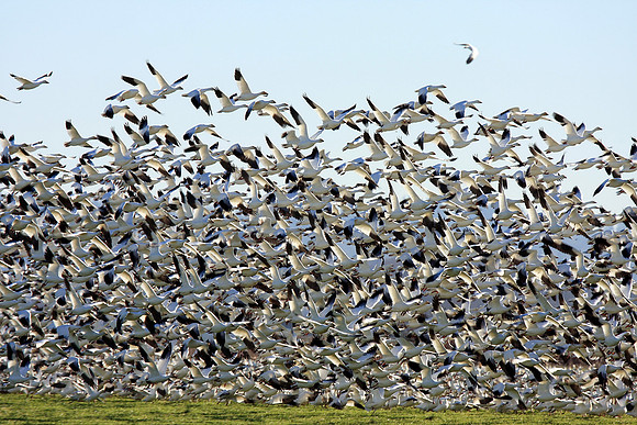 Snow Geese en masse