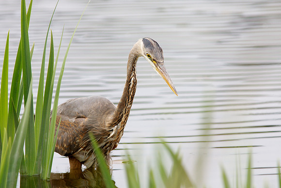 GBH