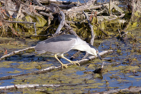 Black-Crowned Night-Heron