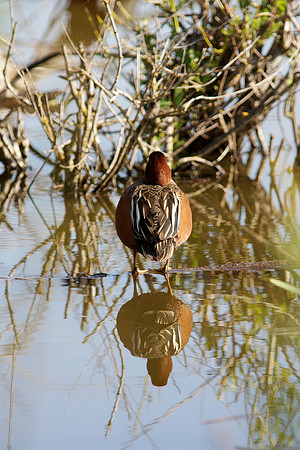 Cinnamon Teal