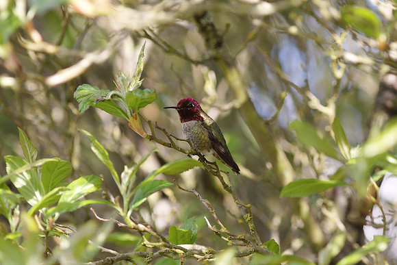 Anna's Hummingbird