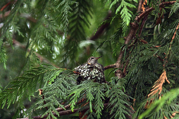 Anna's Hummingbird in nest