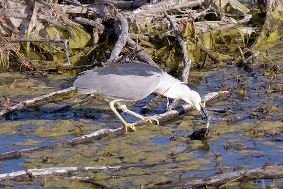 Black-Crowned Night-Heron